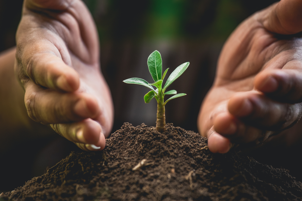 hands and tine plant 