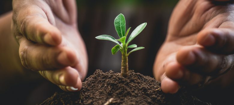 hands and tine plant